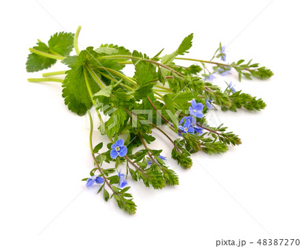 Veronica chamaedrys 48387270