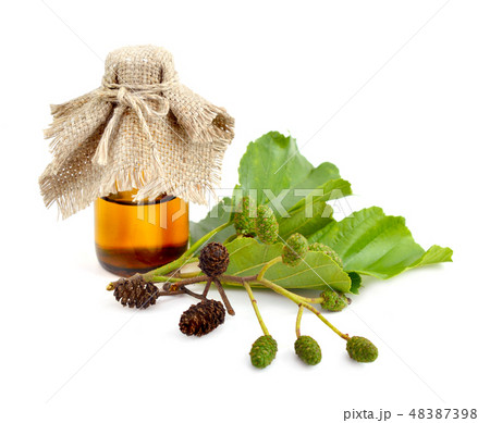 Alder (Alnus) isolated 48387398