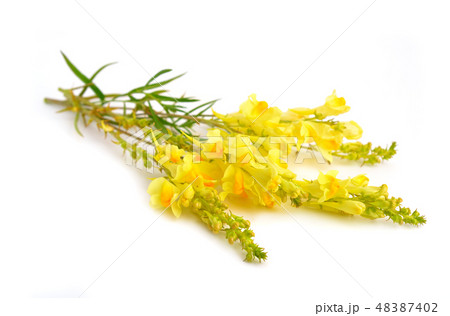 Linaria vulgaris Linaria vulgaris 48387402