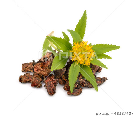 Rhodiola rosea, roots with flowers. Rhodiola rosea, roots with flowers. 48387407
