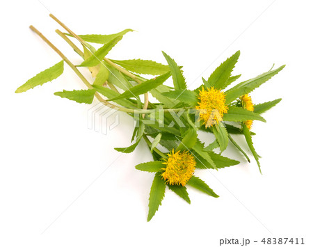 Rhodiola rosea flowers. 48387411
