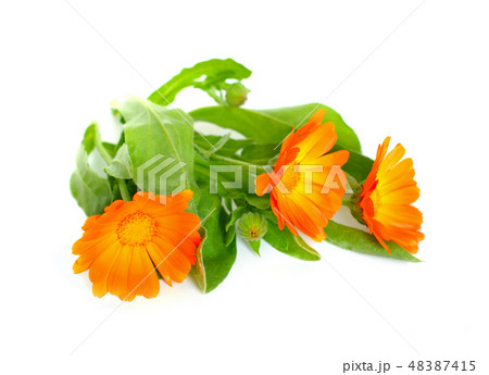 Calendula officinalis 48387415