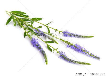 Veronica longifolia, known as garden speedwell 48388553