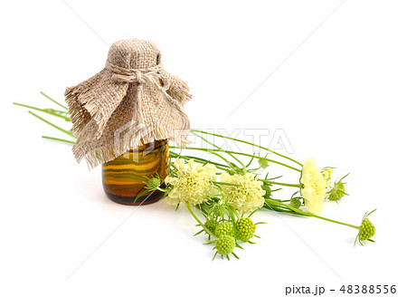 Scabiosa ochroleuca Scabiosa ochroleuca 48388556