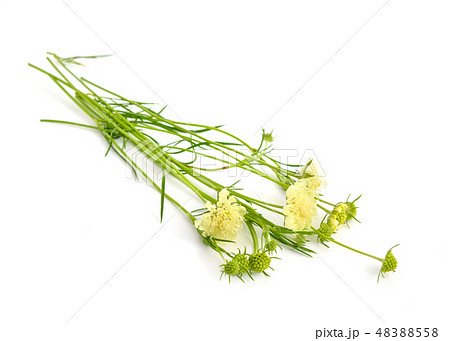Scabiosa ochroleuca 48388558
