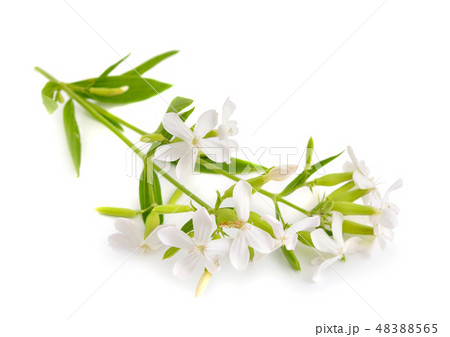 Saponaria officinalis, soapwort, bouncing-bet, Saponaria officinalis, soapwort, bouncing-bet, 48388565