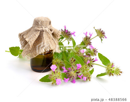 Mentha pulegium, commonly (European) Mentha pulegium, commonly (European) 48388566