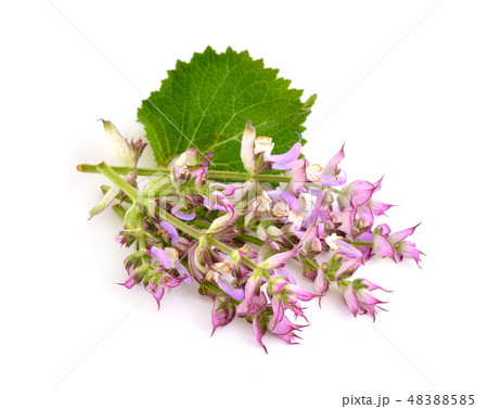 Salvia sclarea, clary, or clary sage 48388585