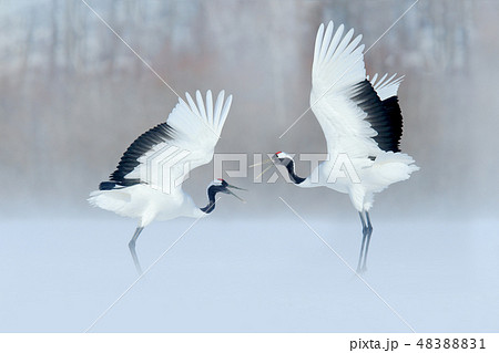Dancing pair of Red-crowned cranes 48388831