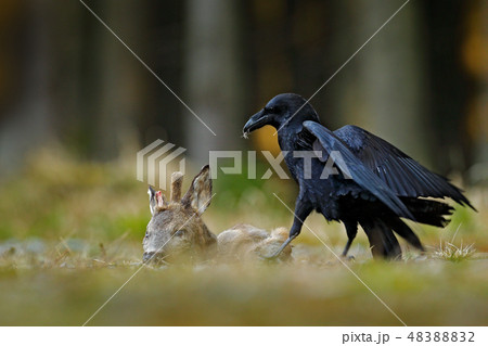 Raven with dead European Roe Deer Raven with dead European Roe Deer 48388832