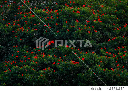 Scarlet Ibis, Eudocimus ruber, exotic red birds 48388833