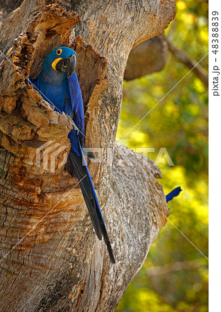 Hyacinth Macaw, Anodorhynchus hyacinthinus Hyacinth Macaw, Anodorhynchus hyacinthinus 48388839