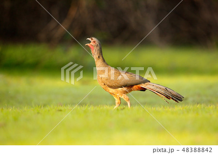 Chaco Chachalaca, Ortalis canicollis Chaco Chachalaca, Ortalis canicollis 48388842