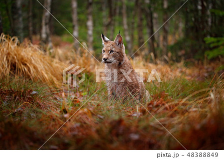 Eurasian lynx among the trees 48388849