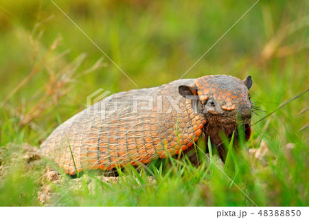 Six-Banded Armadillo, Yellow Armadillo in grass 48388850