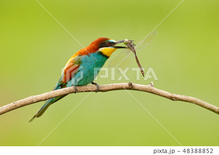 European Bee-eater with dragonfly in the bill. 48388852