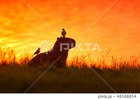 Capybara in the lake water with birds Capybara in the lake water with birds 48388854
