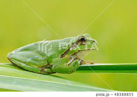 European tree frog, Hyla arborea, on grass straw European tree frog, Hyla arborea, on grass straw 48388855
