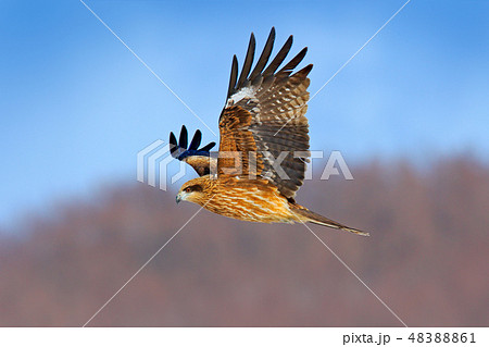 Black kite in flight, Milvus migrans. 48388861