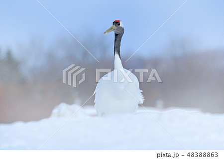 Snowfall with Red-crowned crane on the meadow. Snowfall with Red-crowned crane on the meadow. 48388863
