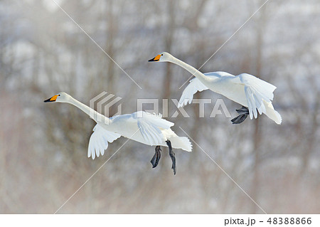 Flying white bird, Whooper Swans, Cygnus cygnus Flying white bird, Whooper Swans, Cygnus cygnus 48388866