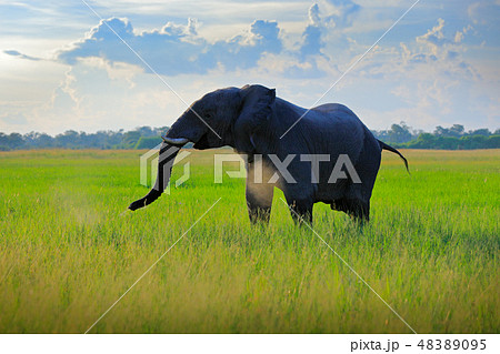 African safari. Elephant in the grass. 48389095