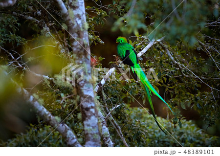 Resplendent Quetzal, Savegre in Costa Rica. Resplendent Quetzal, Savegre in Costa Rica. 48389101