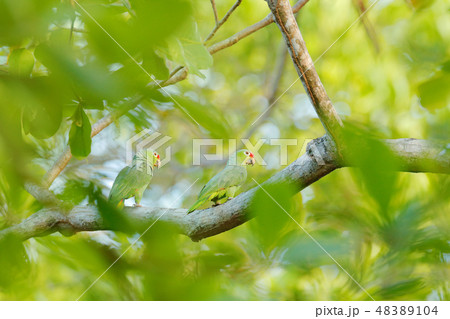 Crimson-fronted Parakeet, Psittacara finschi. Crimson-fronted Parakeet, Psittacara finschi. 48389104