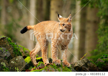 Lynx in the forest. Walking Eurasian wild cat 48389112