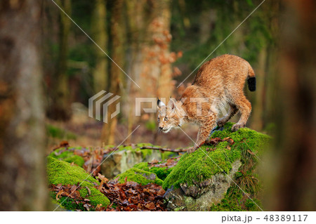 Lynx in the forest. Walking Eurasian wild cat Lynx in the forest. Walking Eurasian wild cat 48389117