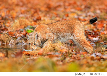 Lynx walking in the orange leaves with water. Lynx walking in the orange leaves with water. 48389120