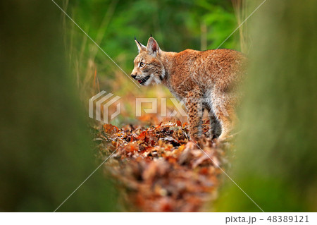 Lynx in the forest. Walking Eurasian wild cat 48389121