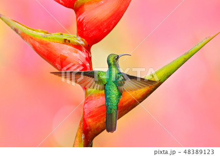 Hummingbird White-tailed Sabrewing in fligh. 48389123