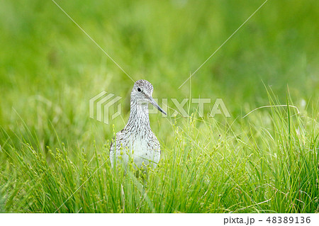 Common Greenshank, Tringa nebularia, grey bird Common Greenshank, Tringa nebularia, grey bird 48389136