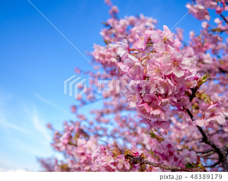 【静岡県伊豆の国市】満開の桜【城山桜】 【静岡県伊豆の国市】満開の桜【城山桜】 48389179