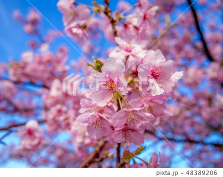 【静岡県伊豆の国市】満開の桜【城山桜】 48389206