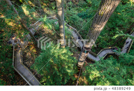 Capilano suspension bridge park, Canada 48389249