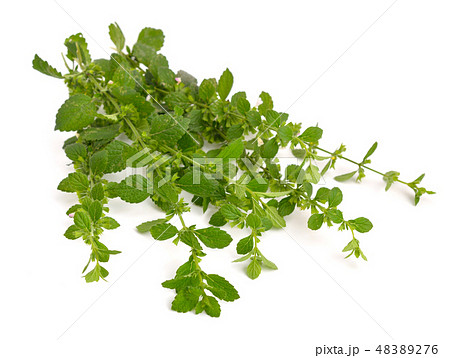 Melissa officinalis, Melissa officinalis, 48389276