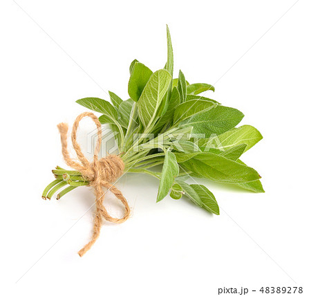 Salvia officinalis Salvia officinalis 48389278