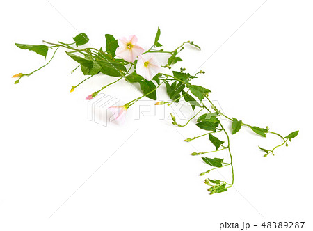 Convolvulus arvensis, field bindweed. 48389287
