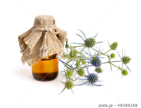 Eryngium, eryngo and sea holly. 48389288