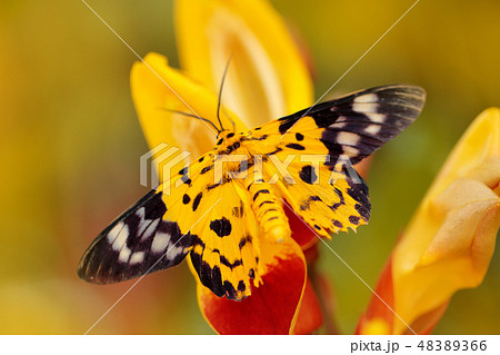 Butterfly sitting on the red yellow flower Butterfly sitting on the red yellow flower 48389366