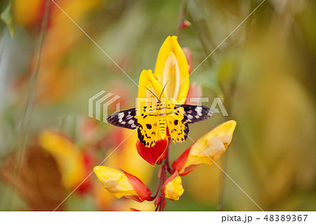 utterfly sitting on the red yellow flower utterfly sitting on the red yellow flower 48389367