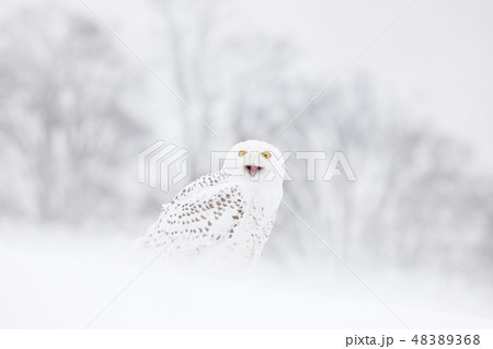 Snowy owl sitting on the snow in the habitat. Snowy owl sitting on the snow in the habitat. 48389368