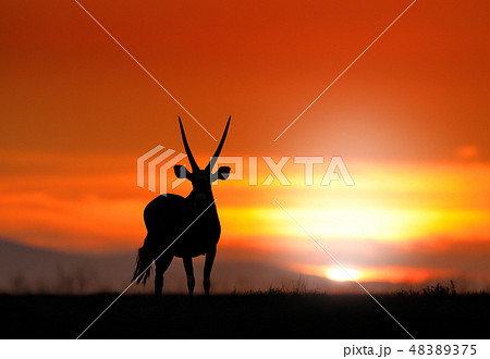 Gemsbok with orange sand dune evening sunset 48389375