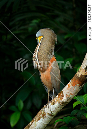 Bare-throated Tiger-Heron, Tigrisoma mexicanum 48389387