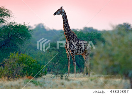Giraffe and morning sunrise. 48389397