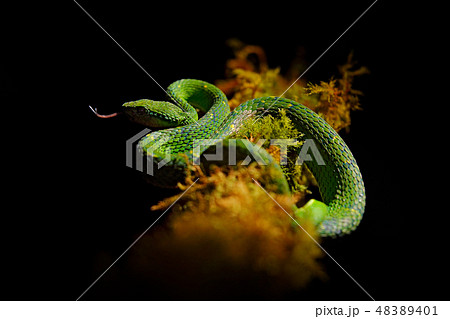 Green Palm-Pitviper, Bothriechis lateralis 48389401