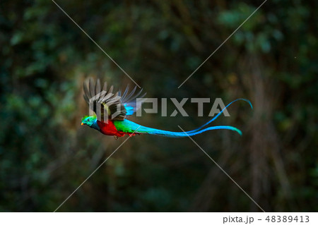 Flying Resplendent Quetzal, Pharomachrus mocinno 48389413