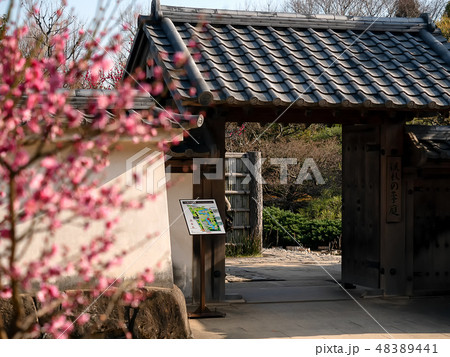 姫路城西御屋敷跡庭園好古園の梅の花 姫路城内にある日本庭園 日本の庭園 姫路城西御屋敷跡庭園好古園の梅の花 姫路城内にある日本庭園 日本の庭園 48389441